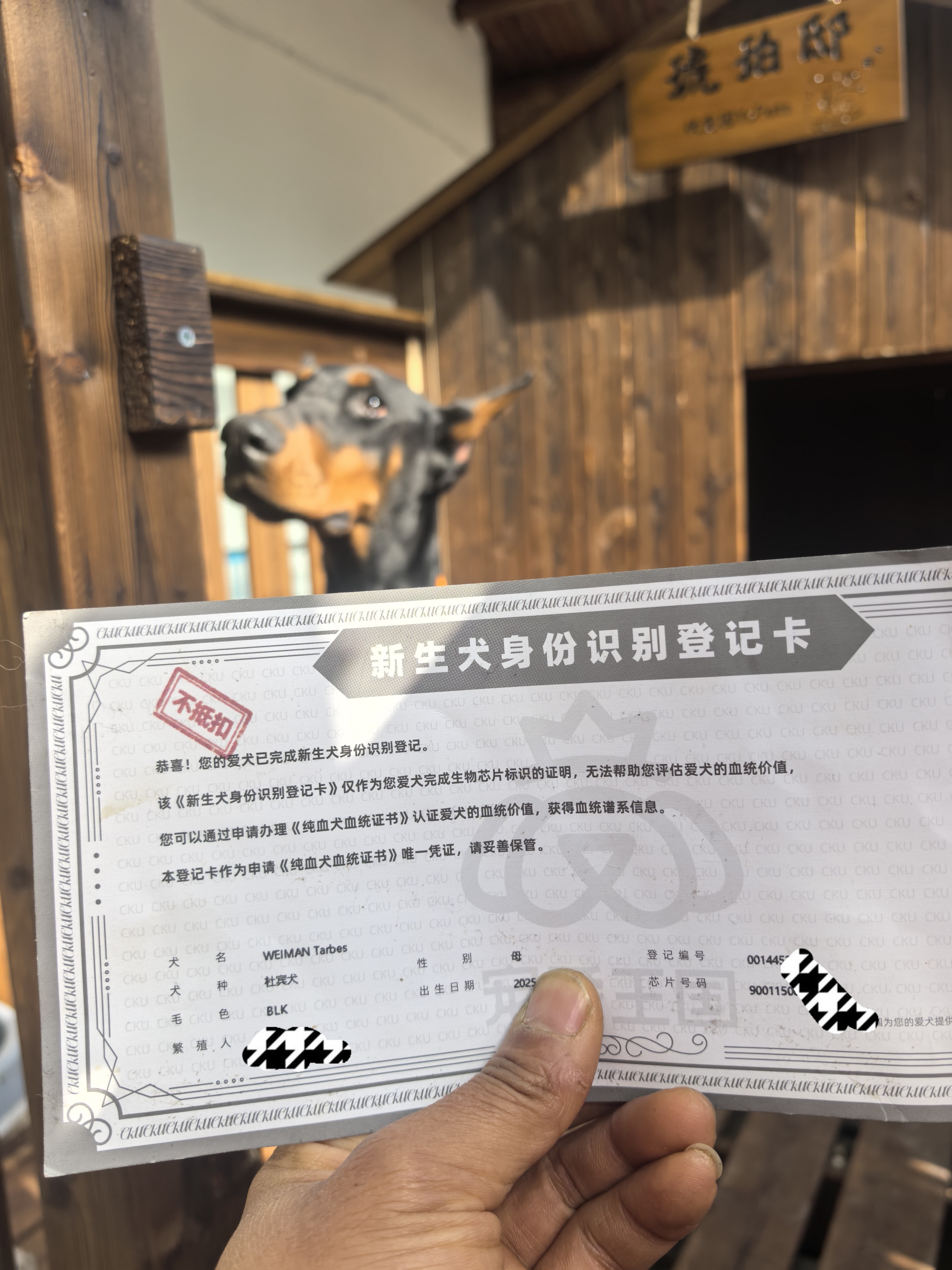 双血统带出生纸+芯片+追踪器+信息牌